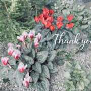 ヒメ日記 2026/03/19 00:34 投稿 はづき AVANCE福岡