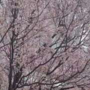 ヒメ日記 2026/03/28 08:00 投稿 さら ゴールドフィンガー