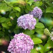 相川 良花 本日も❤️ Club 爽月