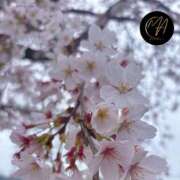 ヒメ日記 2026/04/06 15:02 投稿 有村真理愛 プレジデントクラブ