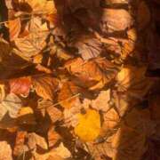 ヒメ日記 2025/11/26 11:11 投稿 玲良/れいら ANEJE～アネージュ池袋～(ユメオト)