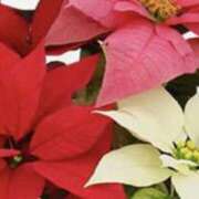 ヒメ日記 2025/12/10 09:30 投稿 湊 エマ(みなとえま) 五十路マダムエクスプレス厚木店(カサブランカグループ)