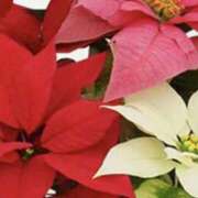 ヒメ日記 2025/12/27 20:38 投稿 湊 エマ(みなとえま) 五十路マダムエクスプレス厚木店(カサブランカグループ)