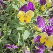 ヒメ日記 2026/01/18 12:19 投稿 ななお 佐賀人妻デリヘル 「デリ夫人」