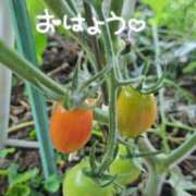 ヒメ日記 2026/05/20 05:42 投稿 ななお 佐賀人妻デリヘル 「デリ夫人」
