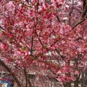 ヒメ日記 2026/03/10 10:00 投稿 きみか 熟女の風俗最終章 相模原店