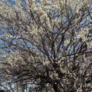 ヒメ日記 2026/03/03 11:52 投稿 きみか 熟女の風俗最終章 町田店