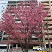 ヒメ日記 2026/03/13 10:25 投稿 きみか 熟女の風俗最終章 町田店