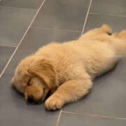 ヒメ日記 2025/11/30 21:20 投稿 新人・ようこ 人妻花かんざし