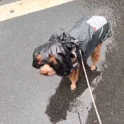 ヒメ日記 2025/12/13 19:50 投稿 新人・ようこ 人妻花かんざし