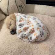 ヒメ日記 2026/01/01 21:09 投稿 ようこ 人妻花かんざし