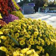 ヒメ日記 2026/01/19 08:43 投稿 ようこ 人妻花かんざし