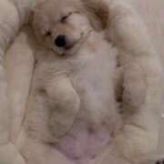 ヒメ日記 2026/01/22 23:06 投稿 ようこ 人妻花かんざし