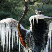 ヒメ日記 2026/01/23 22:38 投稿 ようこ 人妻花かんざし