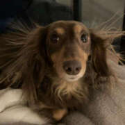 ヒメ日記 2026/01/27 22:56 投稿 ようこ 人妻花かんざし