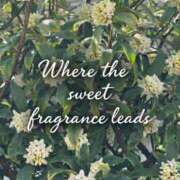 ヒメ日記 2026/03/01 20:00 投稿 ようこ 人妻花かんざし