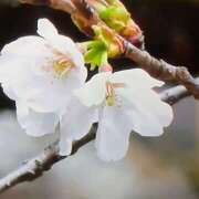 ヒメ日記 2026/03/19 19:20 投稿 ようこ 人妻花かんざし