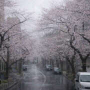 ヒメ日記 2026/03/25 19:30 投稿 ようこ 人妻花かんざし