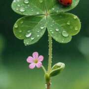 ヒメ日記 2026/04/07 08:42 投稿 ようこ 人妻花かんざし