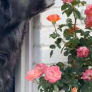 ヒメ日記 2026/04/12 08:12 投稿 ようこ 人妻花かんざし