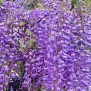 ヒメ日記 2026/04/18 07:50 投稿 ようこ 人妻花かんざし