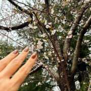 ヒメ日記 2026/03/27 10:50 投稿 よしか 人妻花かんざし