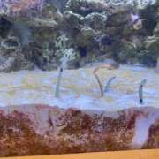 ヒメ日記 2025/11/26 23:49 投稿 かほ ウルトラドリーム