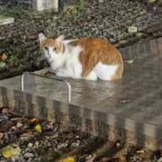 ヒメ日記 2025/12/27 16:29 投稿 かほ ウルトラドリーム