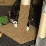 ヒメ日記 2026/03/31 17:21 投稿 はむちゃん ナメすぎサークル立川店