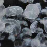 ヒメ日記 2025/12/10 18:21 投稿 ゆうき ぽちゃ・巨乳専門店　太田足利ちゃんこ