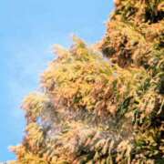 ヒメ日記 2026/02/22 08:52 投稿 かすみ シークレットタッチ