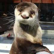 ヒメ日記 2026/03/21 02:06 投稿 天月りり 制服×コスプレ アオハルスイッチ