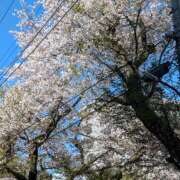 ヒメ日記 2026/04/03 11:54 投稿 とわ 奥さま未来　立川店