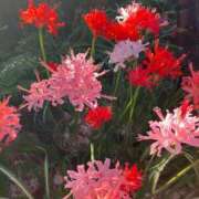 ヒメ日記 2025/12/01 13:50 投稿 よう ぷるるん小町梅田店