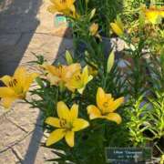 よう FF好きな人仲良くしよ ぷるるん小町梅田店