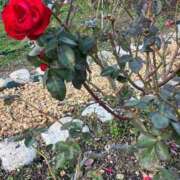 ヒメ日記 2026/01/14 09:08 投稿 よう ぷるるん小町梅田店