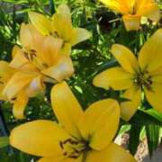 ヒメ日記 2026/01/19 23:34 投稿 よう ぷるるん小町梅田店