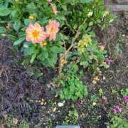 ヒメ日記 2026/02/21 08:31 投稿 よう ぷるるん小町梅田店