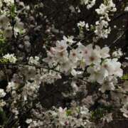 ヒメ日記 2026/03/08 22:46 投稿 よう ぷるるん小町梅田店