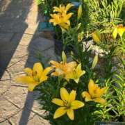 ヒメ日記 2026/03/15 12:38 投稿 よう ぷるるん小町梅田店