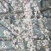 ヒメ日記 2026/03/31 16:59 投稿 なるみ 愛媛松山ちゃんこ