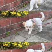 ヒメ日記 2025/11/20 23:03 投稿 まゆか TOKYO BUNNYS CLUB