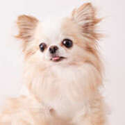 ヒメ日記 2026/01/11 21:00 投稿 さな CHERRY WEST(チェリーウエスト)