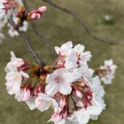 ヒメ日記 2026/04/15 11:08 投稿 ひなた Welcome Cafe(ウェルカムカフェ) 吉祥寺店