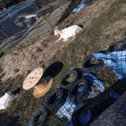 ヒメ日記 2026/02/08 18:39 投稿 鮎川 雫 東京貴楼館