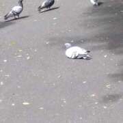 鮎川 雫 ゲツクはきくけどニチクは聞かない 東京貴楼館