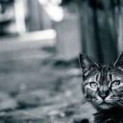 ヒメ日記 2025/11/24 16:04 投稿 おりか 桃李（とうり）