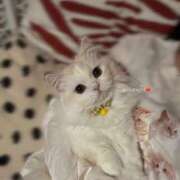 紫苑ゆい 4月の予定でました❤️ MIRAI TOKYO 六本木店