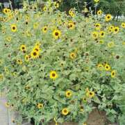 ヒメ日記 2025/11/20 10:34 投稿 しずか 丸妻 池袋店