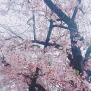 ヒメ日記 2026/03/31 09:08 投稿 しずか 丸妻 池袋店